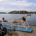 Por intervención de la gobernadora Evelyn Salgado, retiran al burro Manolín de la Isla de La Roqueta en Acapulco