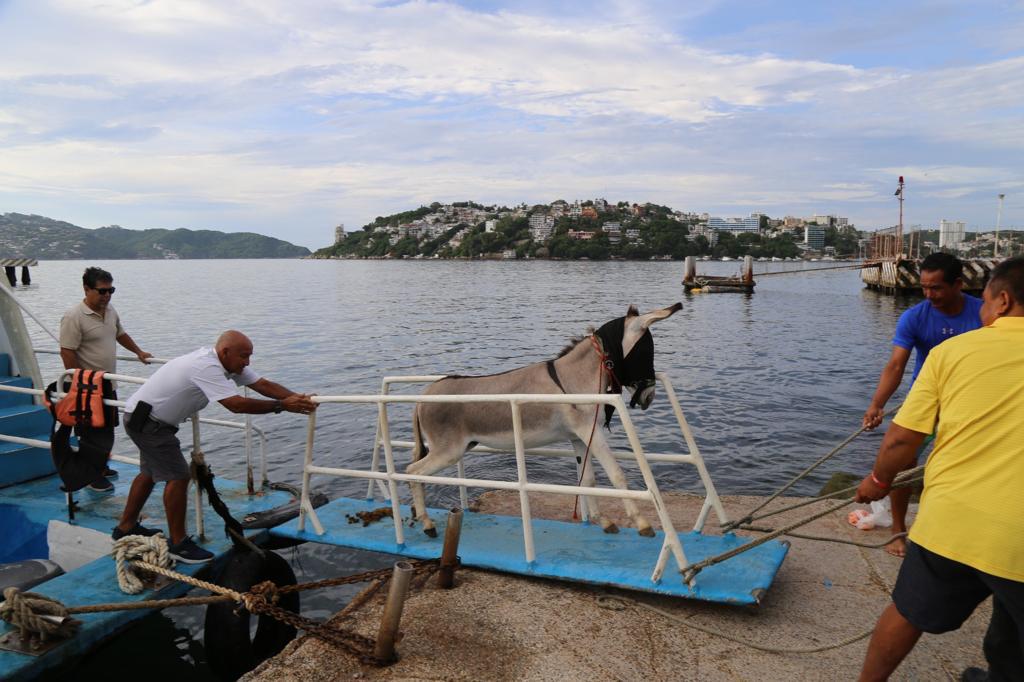 Por intervención de la gobernadora Evelyn Salgado, retiran al burro Manolín de la Isla de La Roqueta en Acapulco