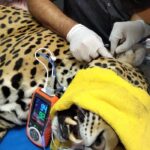 Inicia el zoológico Zoochilpan el programa “Manejo Adecuado en Medicina Preventiva”, para asegurar el bienestar de los Jaguares del parque