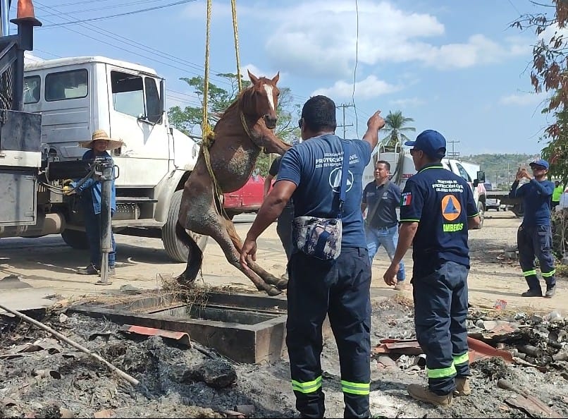 Personal de la SGIRPCGro rescató a un caballo que cayó en un registro de agua en Acapulco