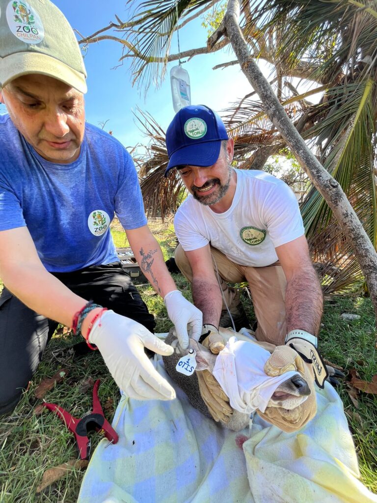 Semaren y Zoochilpan continúan con la atención de la fauna silvestre afectada por el huracán Otis