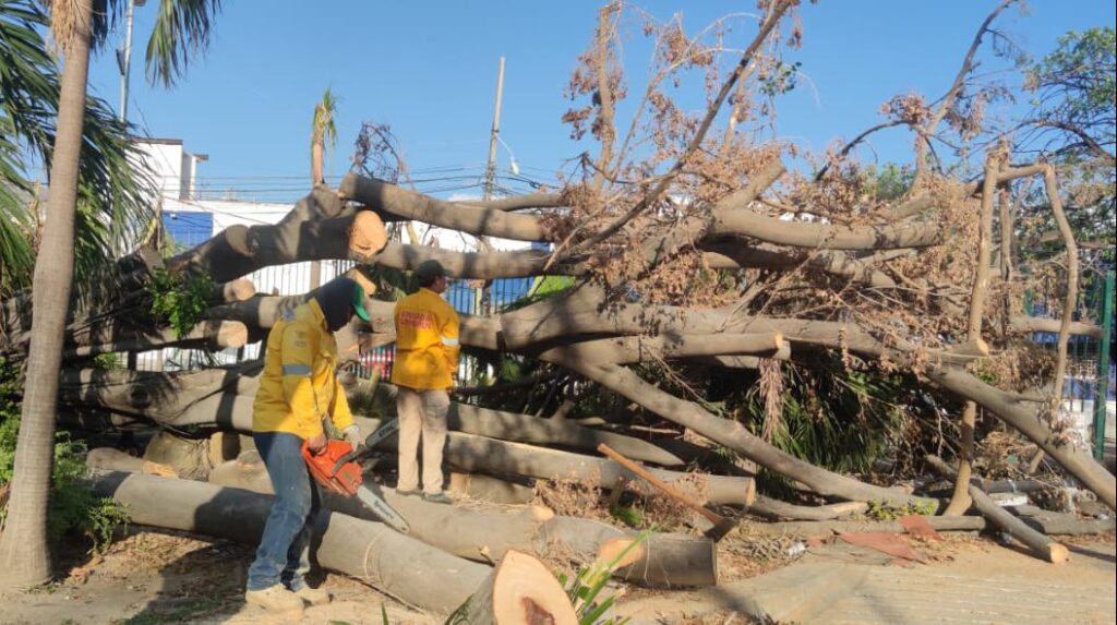 Personal de SEMAREN continúa apoyando en labores de limpieza y retiro de troncos en las instalaciones del Parque Papagayo de #Acapulco