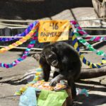 Celebran niñas y niños de Guerrero el 46 aniversario del Zoochilpan