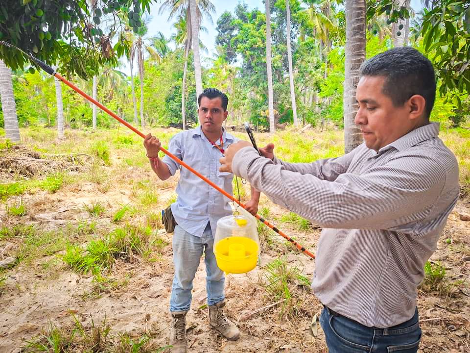 REALIZARON EN GUERRERO CAMPAÑA CONTRA MOSCA DE LA FRUTA