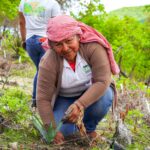 El Programa Sembrando Vida y SAGADEGRO reforestaron 2.5 de hectáreas en Xochipala