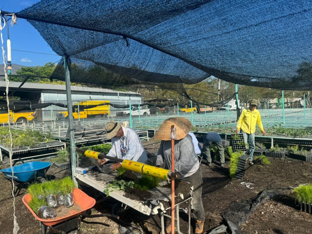 Entrega la SEMAREN 19 mil plantas de diferentes especies a municipios, asociaciones y dependencias