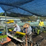 Entrega la SEMAREN 19 mil plantas de diferentes especies a municipios, asociaciones y dependencias