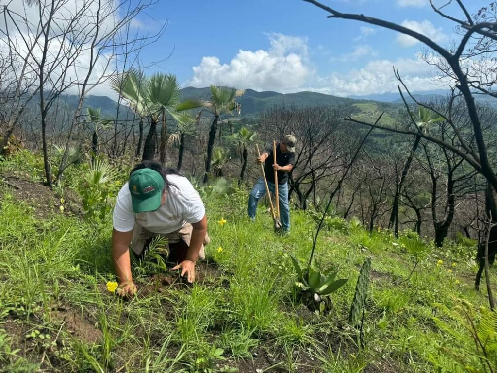 Personal de la SEMAREN Guerrero realizaron una reforestación en el cerro El Colorado