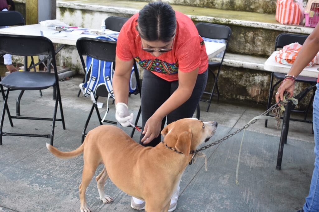 Promueve la gobernadora Evelyn Salgado acciones en favor de la protección animal a través de las “Jornadas de Bienestar Animal 2024”.