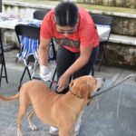 Promueve la gobernadora Evelyn Salgado acciones en favor de la protección animal a través de las “Jornadas de Bienestar Animal 2024”.