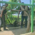 Trasladan a monos araña del Zoochilpan al Parque Papagayo