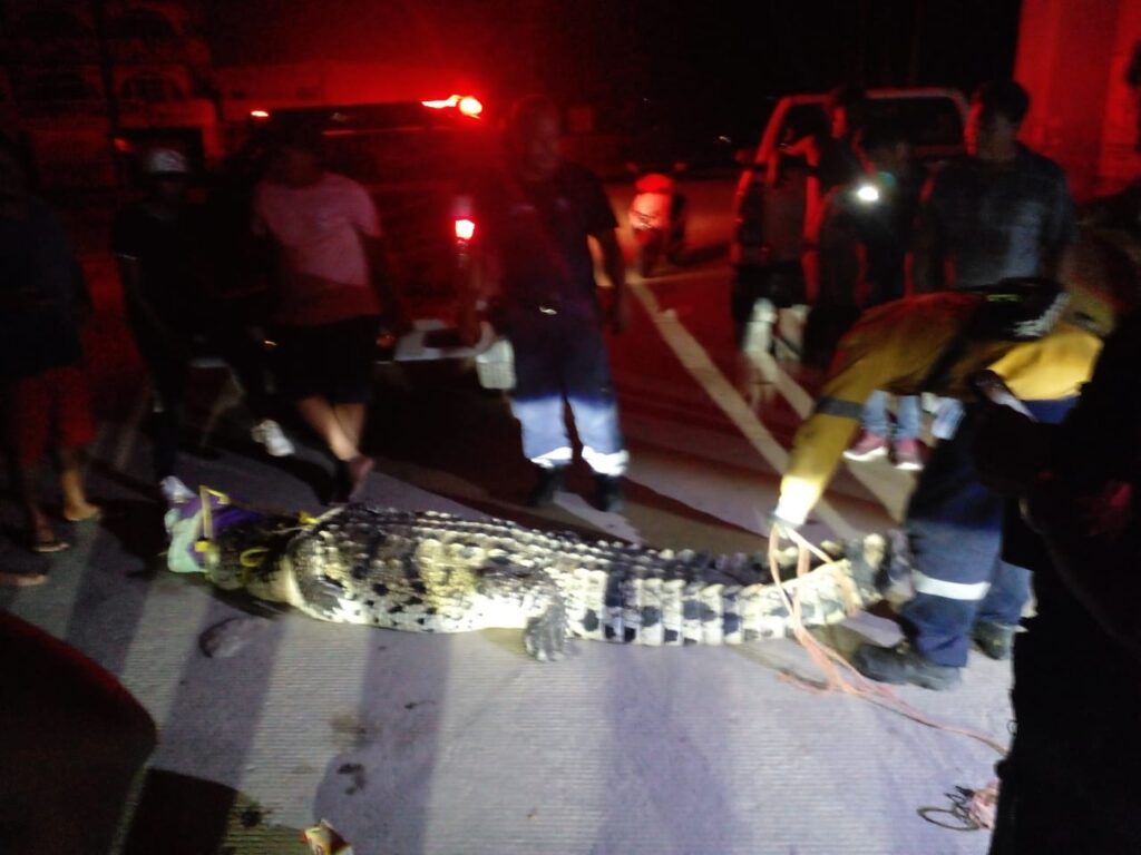 Suman nueve cocodrilos capturados en diferentes zonas de Acapulco