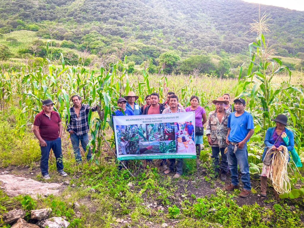 Sagadegro capacita a productores de Guerrero en mejoramiento genético de maíces nativos