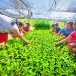 En Guerrero se ha cultivado cambios y cosechado bienestar con Sembrando Vida en 71 municipios del estado