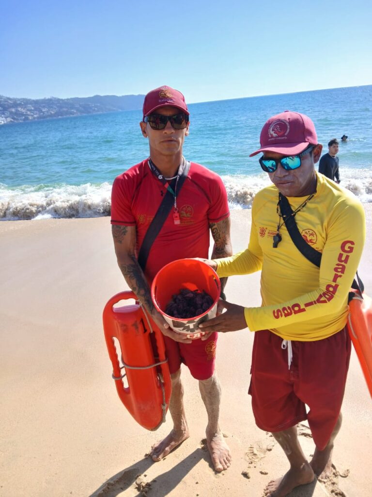 Guardavidas de Acapulco, resguardan la integridad de tortugas recién nacidas