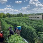 Abre el gobierno de estatal convocatoria para cubrir vacantes para trabajadores agrícolas guerrerenses en Estados Unidos