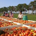 Abre el gobierno estatal convocatoria para cubrir vacantes para trabajadores agrícolas guerrerenses en Estados Unidos