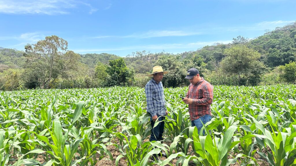 Mantiene Sagadegro monitoreo técnico para el control del gusano cogollero en cultivos de maíz