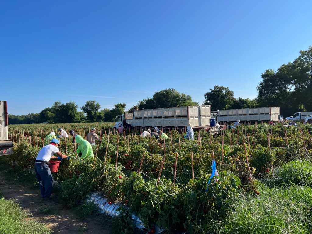 Lanza Gobierno de Guerrero convocatoria para trabajadores agrícolas en EE.UU. 