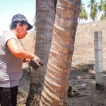 Sagadegro capacita a productores de coco en control del picudo negro