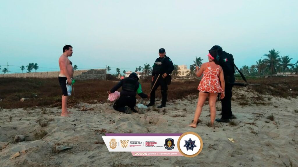 Policía Ecológica Estatal recupera 214 huevos de tortuga marina en Acapulco