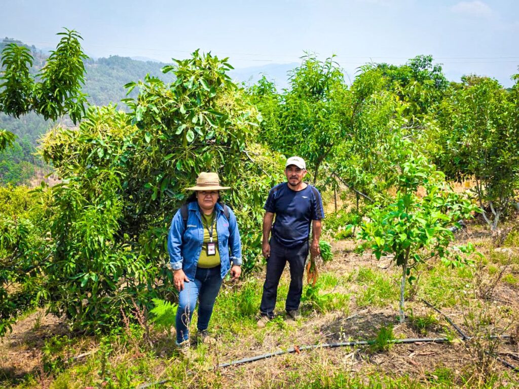 Capacitan en Guerrero a productores de aguacate sobre buenas prácticas agrícolas