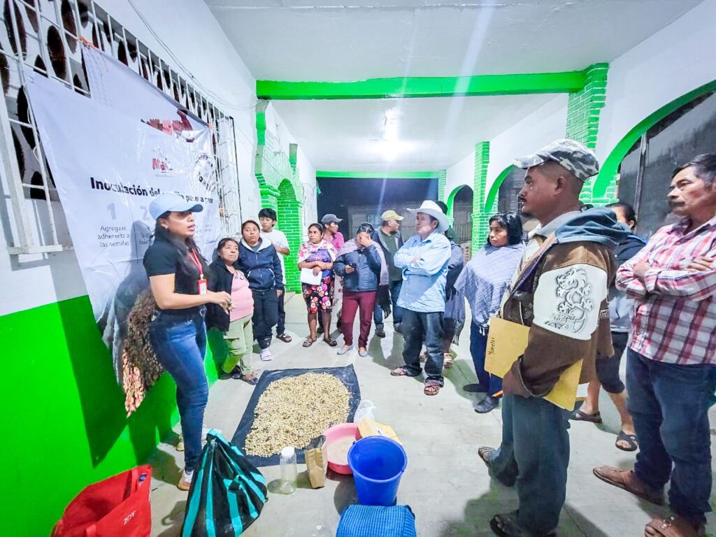 Promueve la SAGADEGRO técnicas sustentables para fortalecer el cultivo de maíz nativo en Guerrero 