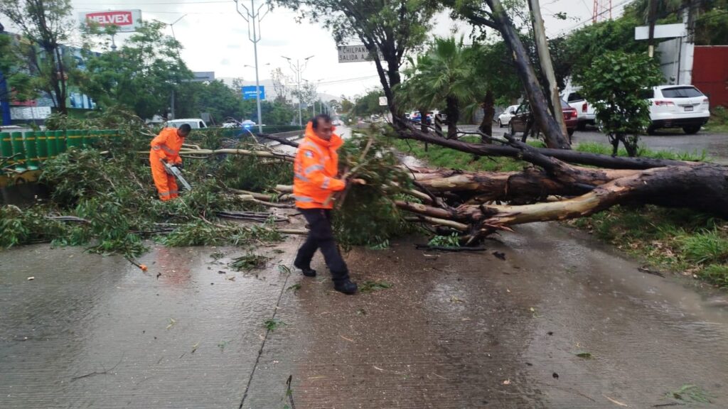 Personal de la SGIRPCGRO realizaron trabajos de limpieza y retiraron un árbol caído