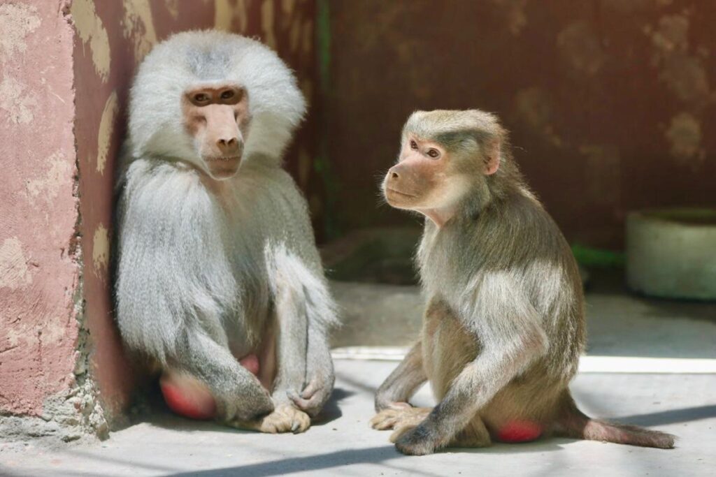 Presenta el Zoológico Zoochilpan de Chilpancingo a pareja de Babuinos Sagrados