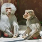 Presenta el Zoológico Zoochilpan de Chilpancingo a pareja de Babuinos Sagrados